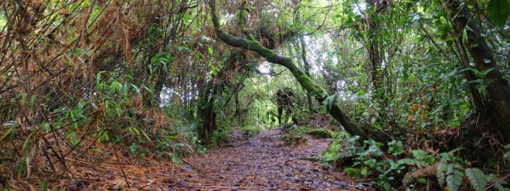 Gunung Berembum - Share My Hikes