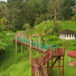 Bukit Larut Hanging Bridge