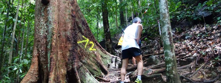 Bukit Larut Trekking