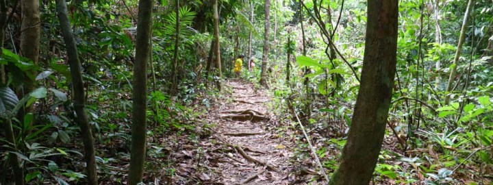 Endau Rompin Trek